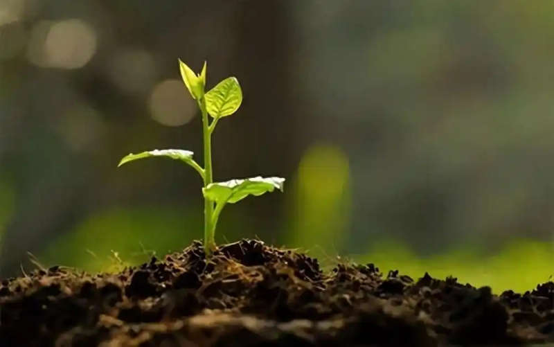 Refrigerated orange plantation technology