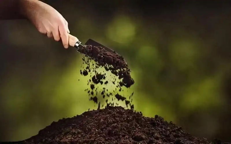 Refrigerated orange plantation technology