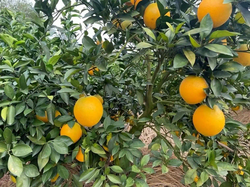 Refrigerated orange plantation technology