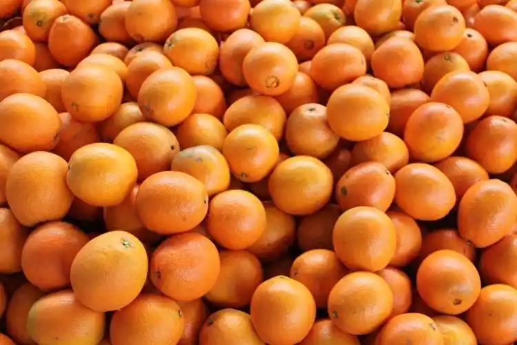 Refrigerated orange plantation technology