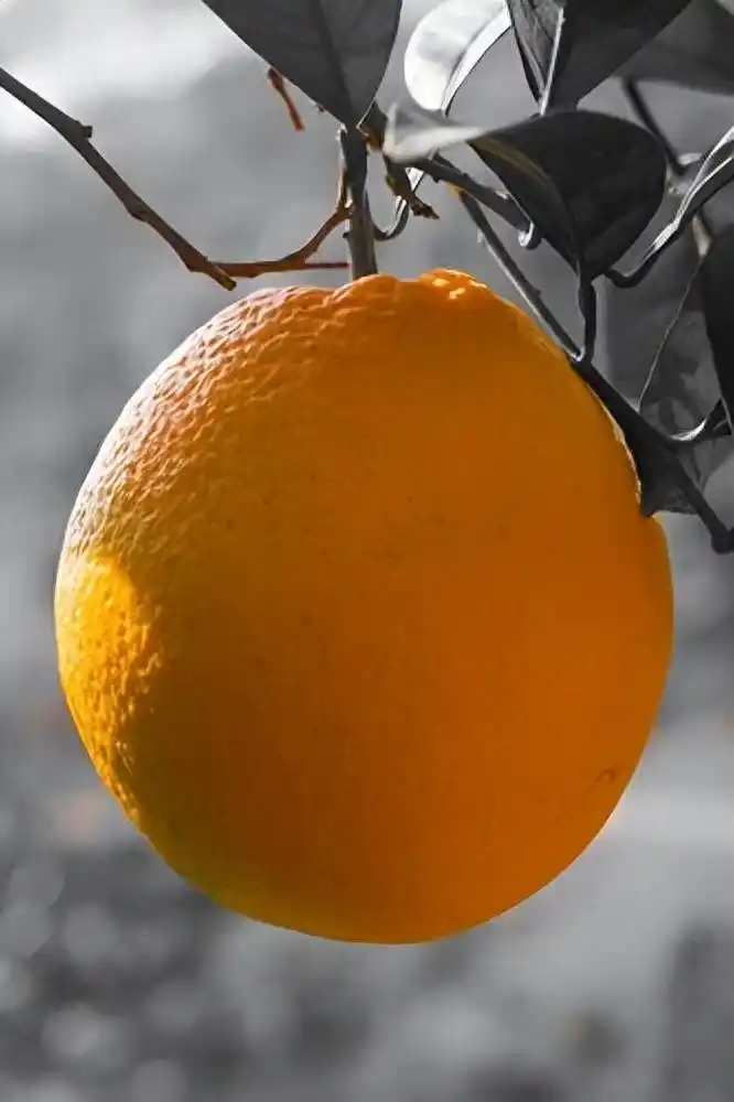 Refrigerated orange plantation technology