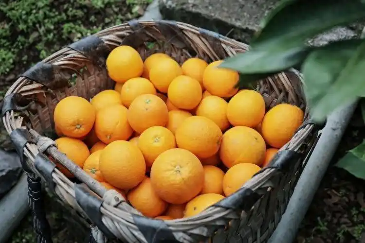 Refrigerated orange plantation technology