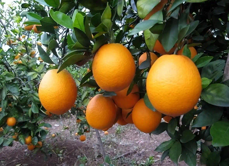 Refrigerated orange plantation technology