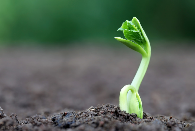 Methods of cultivation of bitter melons