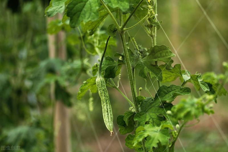 Methods of cultivation of bitter melons