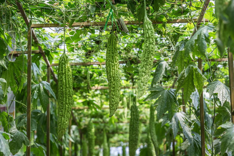 Methods of cultivation of bitter melons