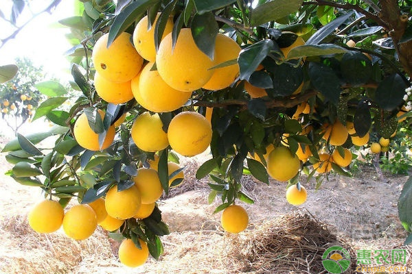 Refrigerated orange plantation technology
