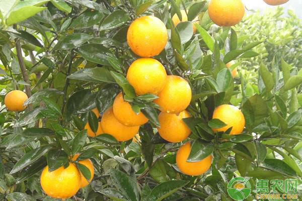 Refrigerated orange plantation technology