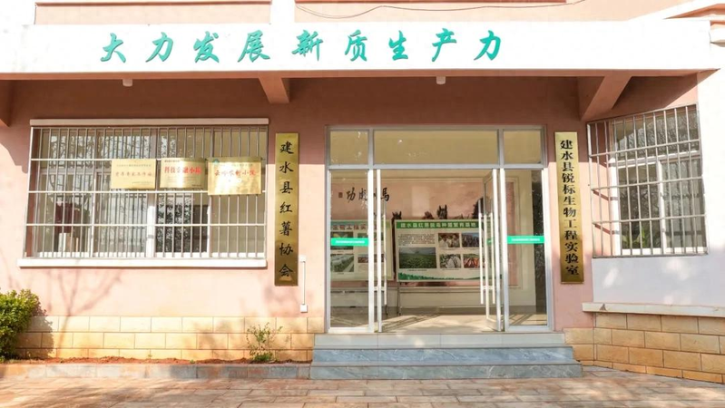 A video of the technology for the production of red potato in the shed