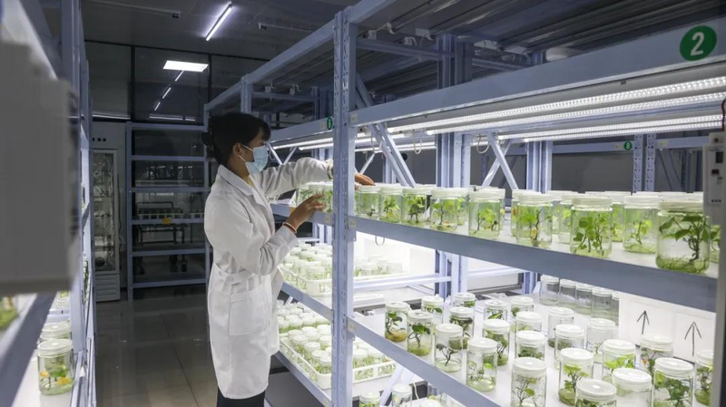 A video of the technology for the production of red potato in the shed