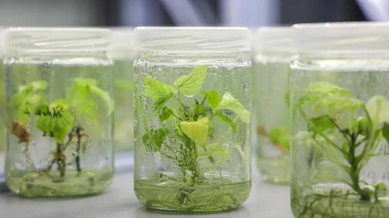 A video of the technology for the production of red potato in the shed