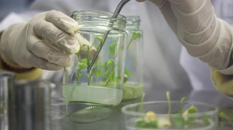 A video of the technology for the production of red potato in the shed