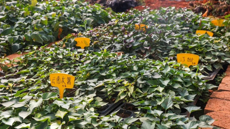A video of the technology for the production of red potato in the shed