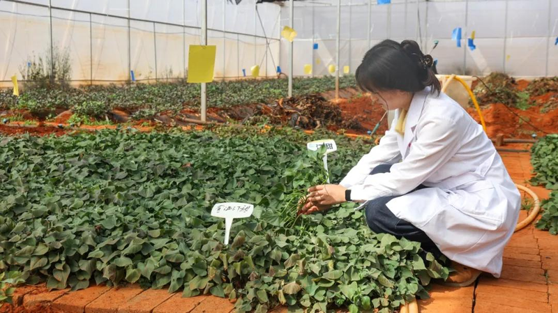 A video of the technology for the production of red potato in the shed
