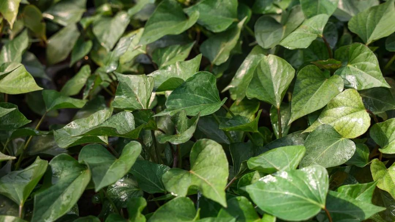 A video of the technology for the production of red potato in the shed