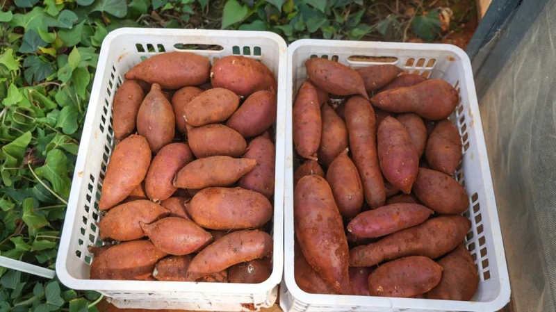 A video of the technology for the production of red potato in the shed