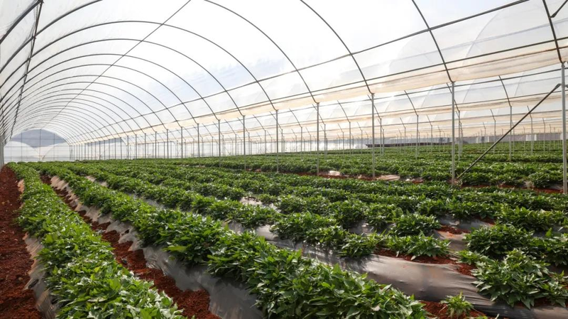 A video of the technology for the production of red potato in the shed