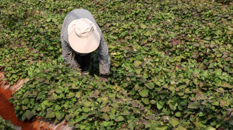 A video of the technology for the production of red potato in the shed