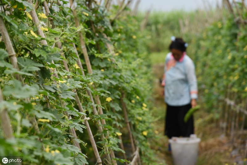 Methods of cultivation of bitter melons