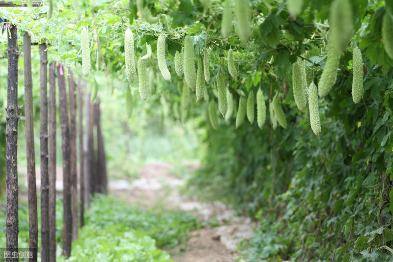 Methods of cultivation of bitter melons