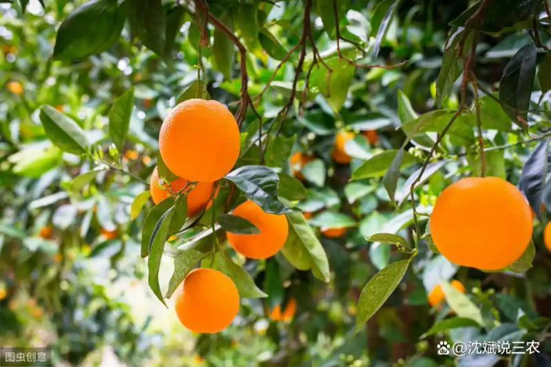 Refrigerated orange plantation technology