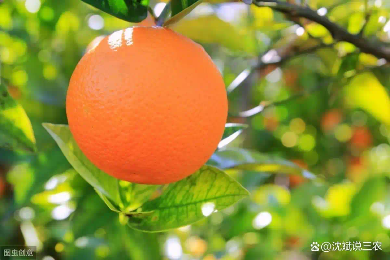 Refrigerated orange plantation technology