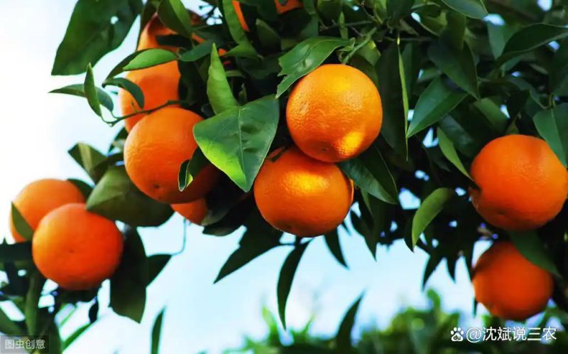 Refrigerated orange plantation technology