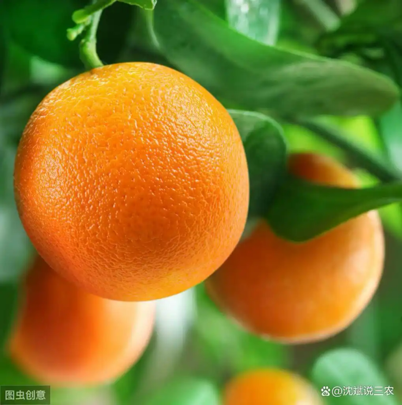Refrigerated orange plantation technology