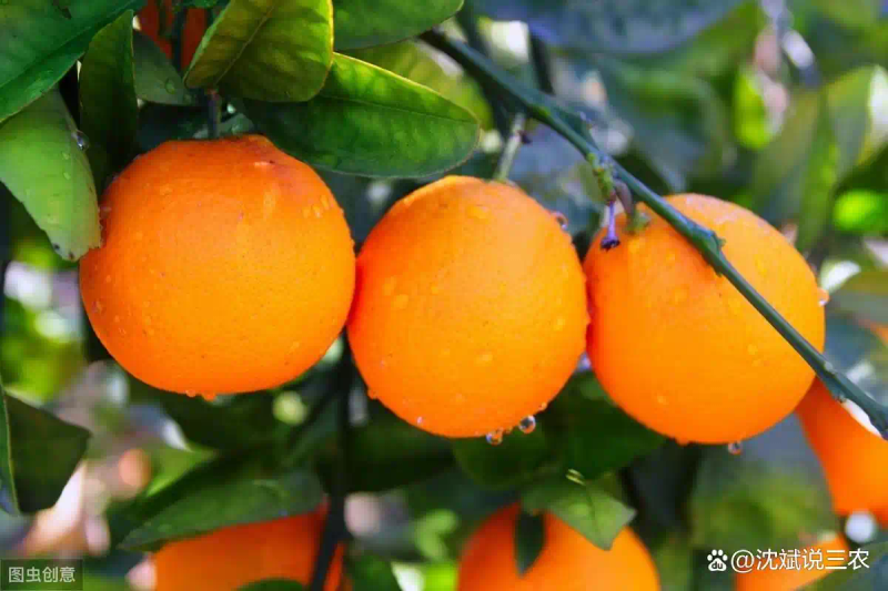Refrigerated orange plantation technology