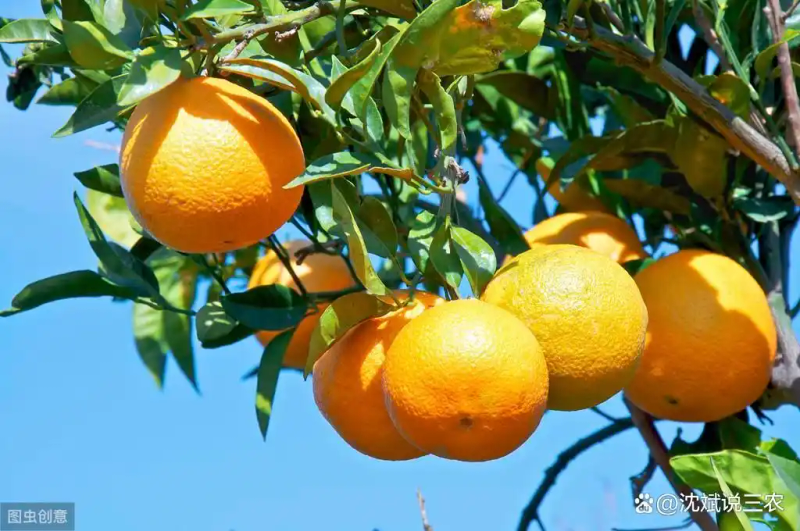 Refrigerated orange plantation technology