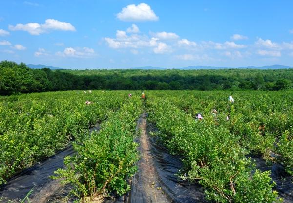吉林省长岭县可以种植那些果树