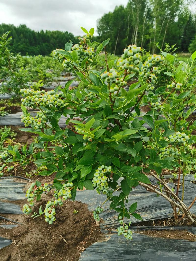 吉林省长岭县可以种植那些果树