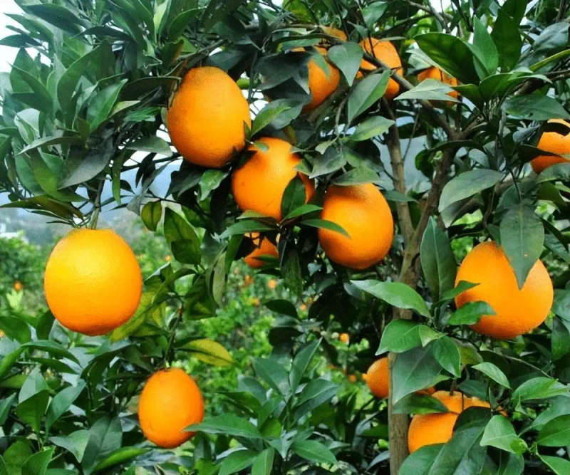 冰糖橙种植技术