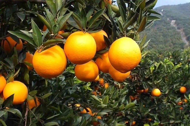 冰糖橙种植技术