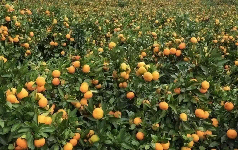 冰糖橙种植技术