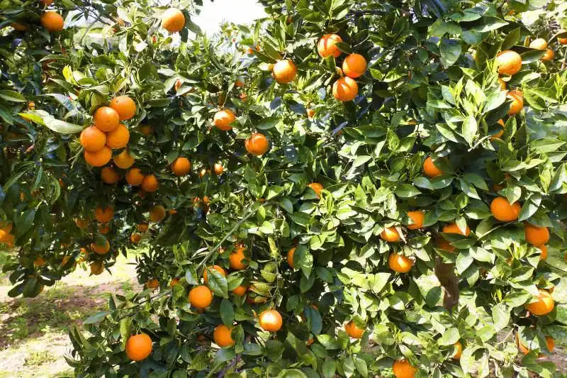 冰糖橙种植技术