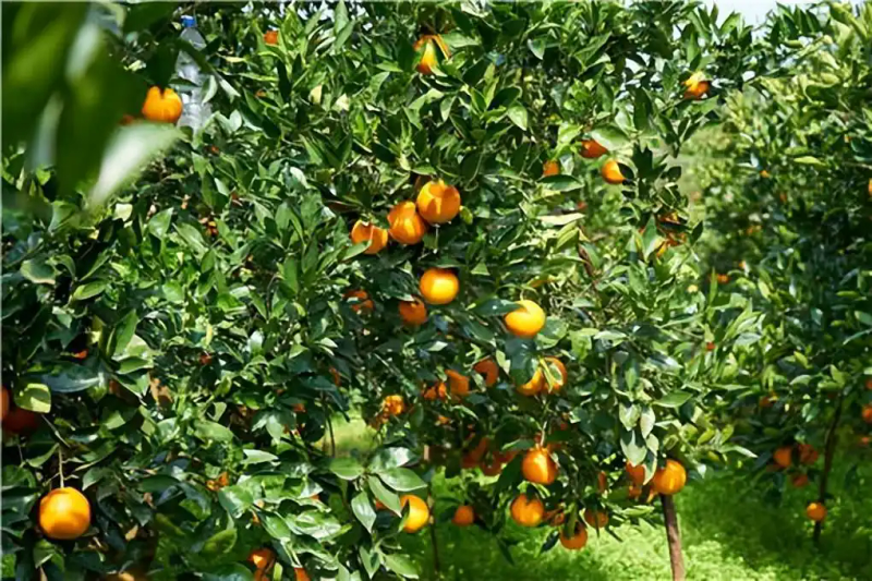 冰糖橙种植技术