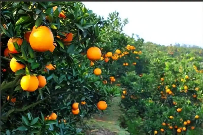 冰糖橙种植技术