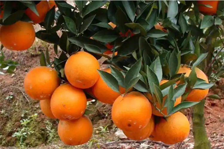 冰糖橙种植技术
