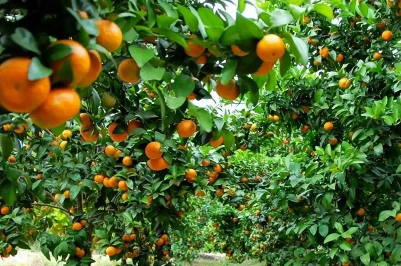 冰糖橙种植技术