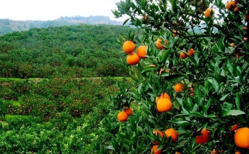 冰糖橙种植技术