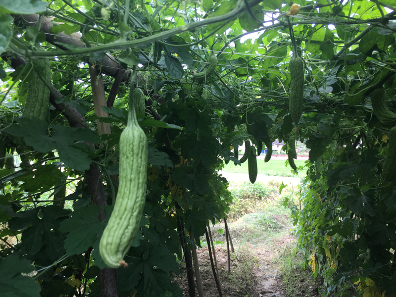 苦瓜种植方法