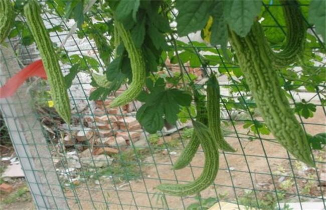 苦瓜种植方法