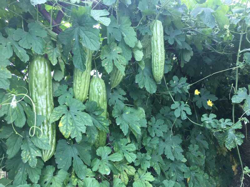 苦瓜种植方法