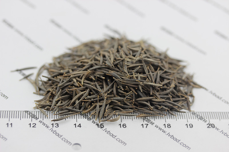 花园种植草籽三叶白