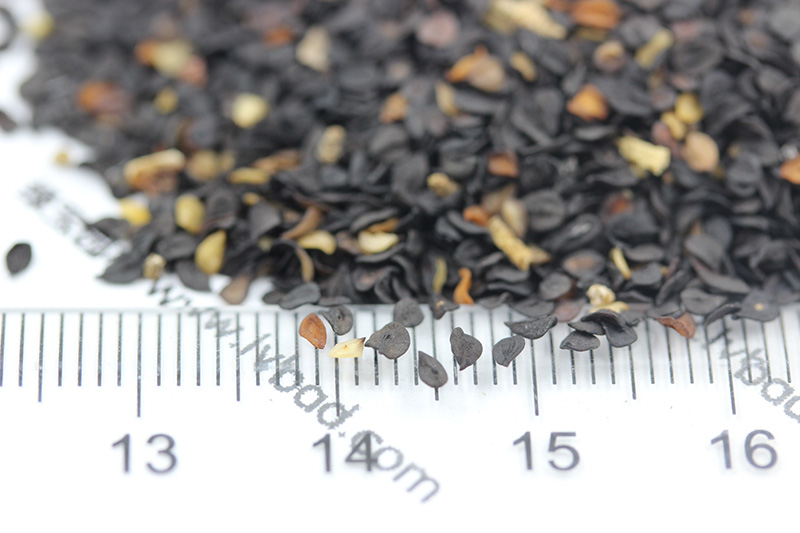 How do you plant herb seeds