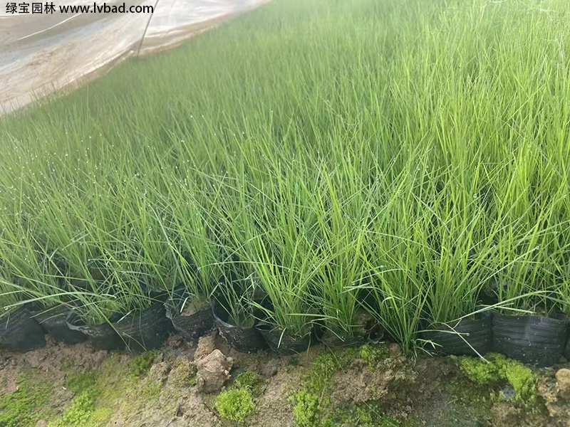 How do you plant herb seeds