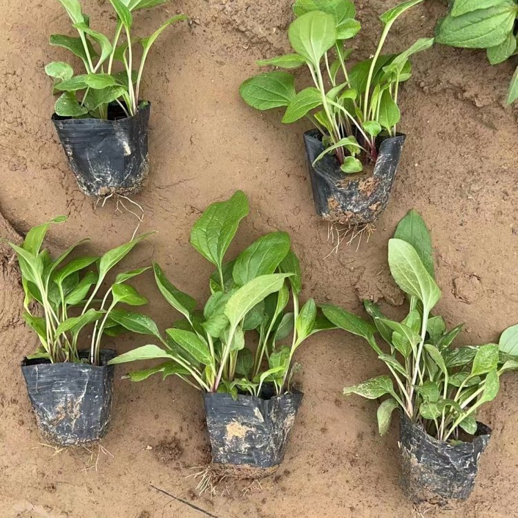 How do you plant herb seeds