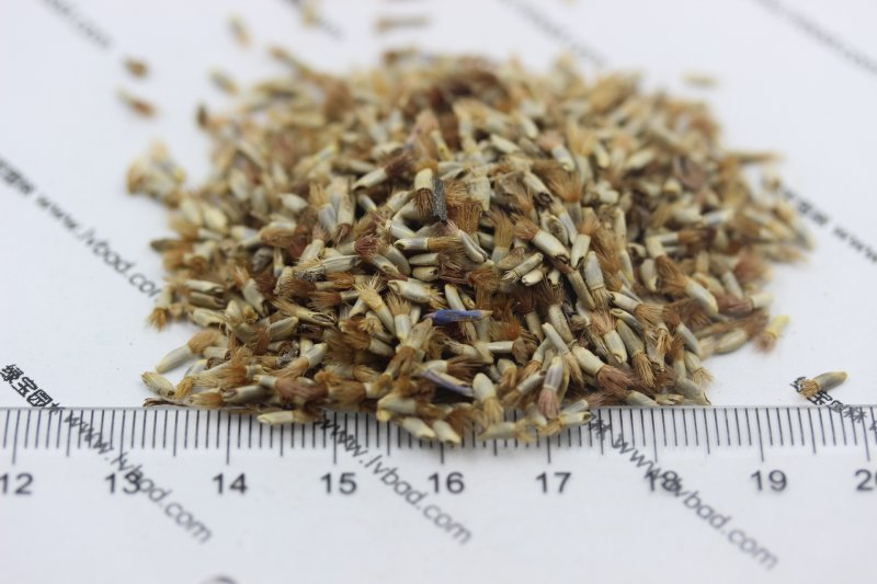 How do you plant herb seeds