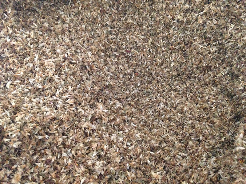 How do you plant herb seeds